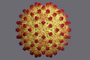 Особенности вирусных гепатитов А и В на современном этапе