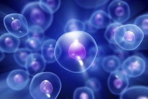 Клеточная терапия: что нас ожидает завтра? . Стволовые клетки в науке и практике