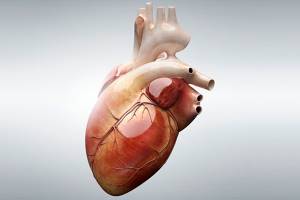 Терапия болезней сердца при сосудистой патологии мозга