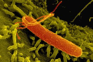 Открытие Helicobacter pylori – Нобелевская премия за 2005 г.