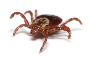 Клещи: как предупредить опасность?