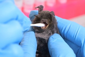 Геморрагическая лихорадка Марбург