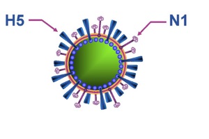 Оценка угрозы пандемии