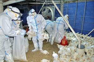 Пташиний грип. Виклик цивілізації?