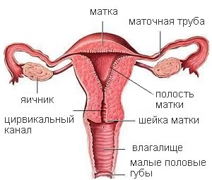 Внутренние половые органы женщины (вид спереди)