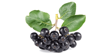 Черноплодная рябина