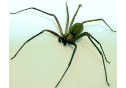 Яд смертельно опасного паука - основа для мощного анальгетика