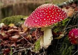 Обнаружены мощные противоопухолевые свойства датских поганок