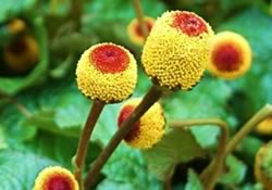 Гель из экзотического растения заменит укол новокаина в десну