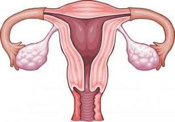 Радость материнства и облегчение климакса обеспечит трансплантация ткани яичников