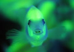 Рыбка, меняющая цвет, предупредит о загрязнении воды