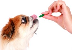 Антидепрессанты для собак: не прихоть, а необходимость?