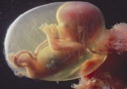 Найдена альтернатива эмбриональным стволовым клеткам