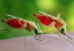 Ученые  создали «бактериологическое оружие» против малярийных комаров