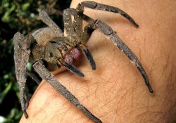 Яд одного из самых ядовитых пауков излечивает от импотенции