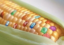 Трансгенная кукуруза резко повышает риск развития рака