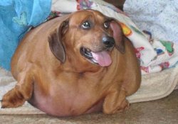 Диета для Оби: пес стал жертвой человеческой глупости и безответственности