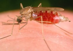 Врачи, ведущие борьбу с малярией, возвращают в свой арсенал «древний» препарат