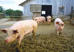 Опасные хрюши: почему жизнь по соседству со свинофермой может вызвать гипертонию