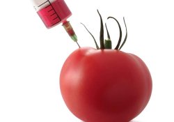 Не все ГМ овощи вредны: помидоры станут источником «хорошего» холестерина