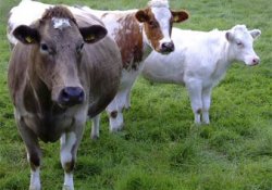 В появлении и распространении устойчивых микробов обвинили коров