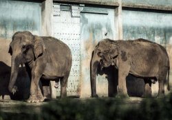Президент дал указание отложить «казнь» слонов, больных туберкулезом?