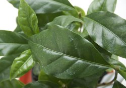 Самым полезным для здоровья напитком является чай из листьев кофе