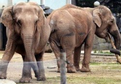 Двух слонов, больных туберкулезом, спасет от смерти принцесса Монако