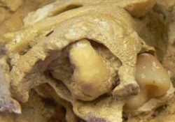 Ученые обнаружили редкую опухоль яичника в скелете, которому 1 600 лет