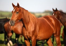 Вирус гепатита С «подарили» человечеству лошади?