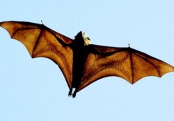 Почему следует избегать любых контактов с летучими мышами