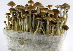 Опыты с галлюциногенными грибами помогут создать новые антидепрессанты
