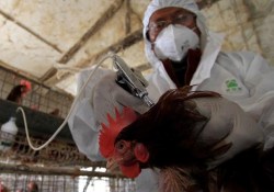 ООН тревожит угроза возможного распространения гриппа H7N9 за пределы Китая