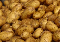 Среди 100 видов овощей по соотношению польза/цена выиграл картофель