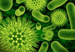 Открытие: как вирусы помогают бактериям приобрести устойчивость к лекарствам
