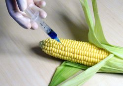 Подозрения ученых о вреде генетически модифицированных растений усилились