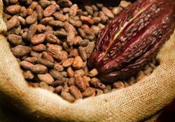 Ученые обнаружили противодиабетические свойства у какао