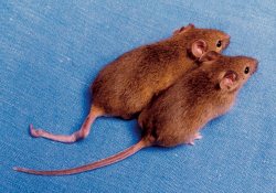 Японским ученым удалось клонировать мышь, используя клетки ее крови