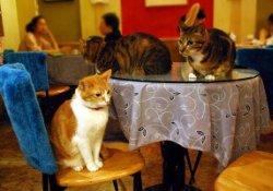 Парижский шик: «кошкотерапия» в бистро