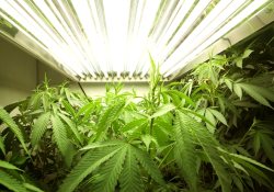 Ирония судьбы: наркотики полезнее конфет