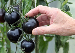 Черные  томаты помогут предотвратить рак