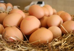 Инкубаторские яйца не хуже домашних
