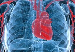 США: стволовые клетки помогут лечить последствия инфаркта