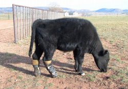 США: бычок, лишившийся задних ног, получил новенькие протезы