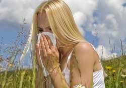 Аллергия: создано лекарство, обезвреживающее амброзию