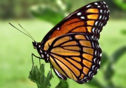 Потеряться на здоровье: 30-дневная диета на мидиях и бабочках