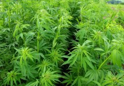 Реклама для онкобольных: покупай чистую марихуану