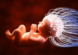 «Цифровые эмбрионы» все покажут до зачатия ребенка