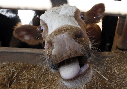 «Человеческая» разновидность коровьего бешенства: есть пострадавший