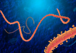 Эбола: в сети Интернет появились поддельные лекарства